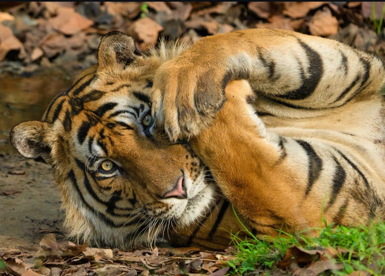Jaipur & Ranthambore Wildlife Tour — photo 7