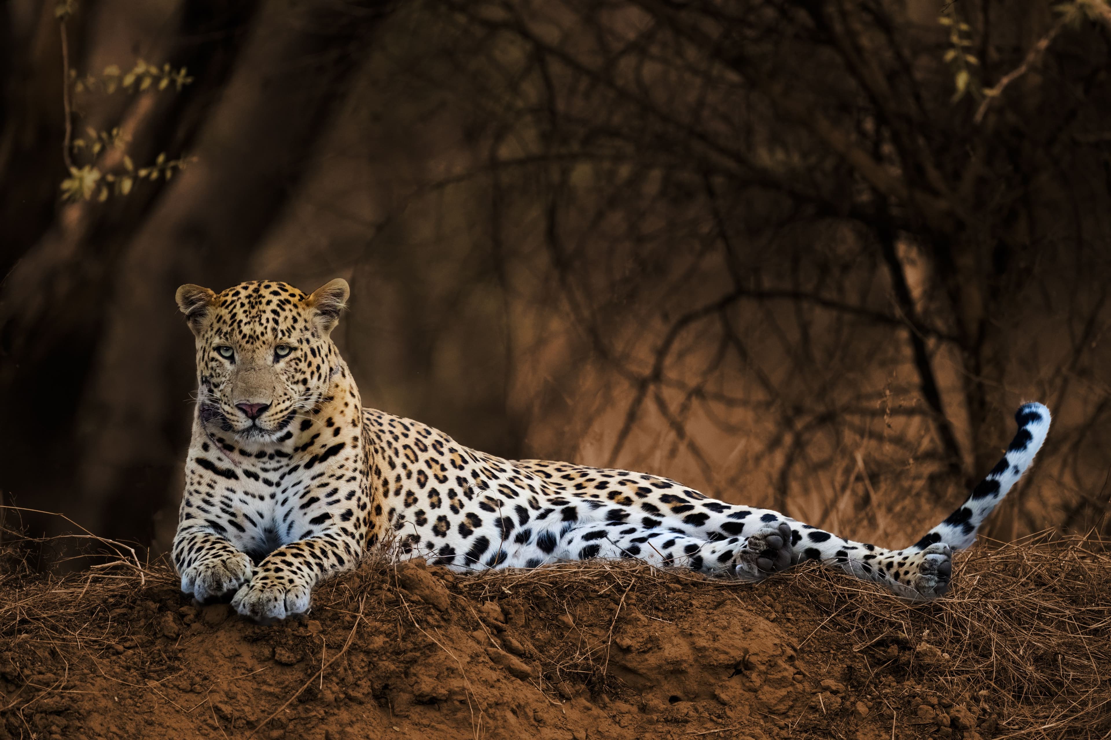 Jawai leopard safari photoghaphy tour