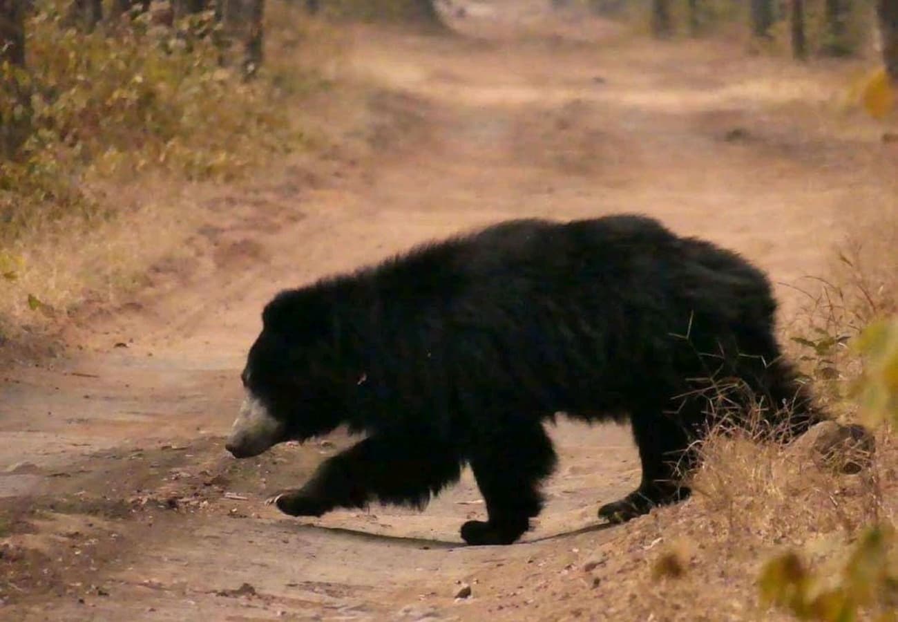 Roar of the jungle safari: Ranthambore & sariska tiger reserve with expert guide — photo 4
