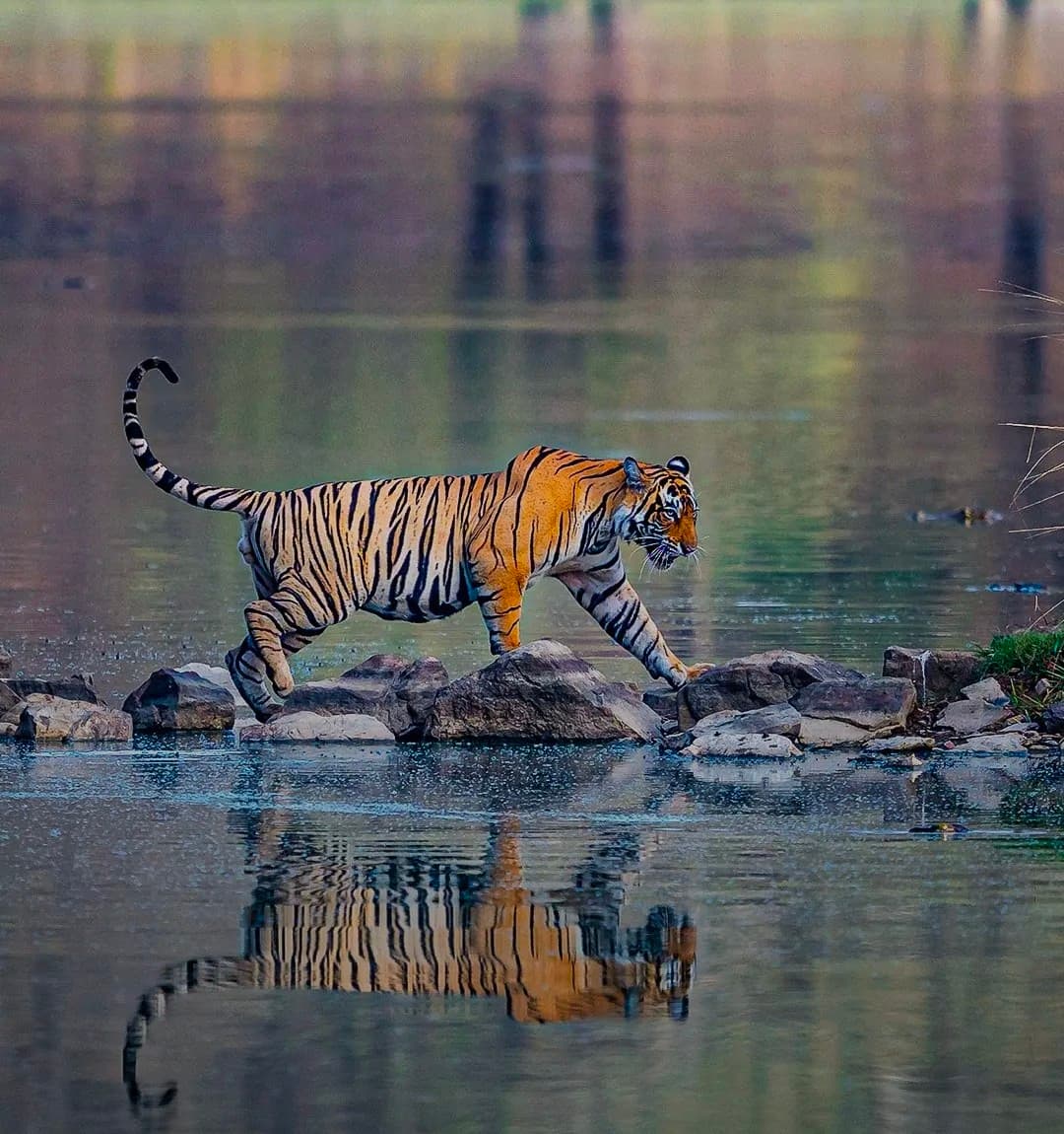 Ranthambore: gypsy or canter safari — photo 6