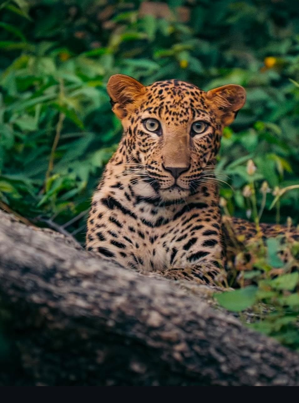 Jawai leopad safari photoghaphy tour ā photo 4