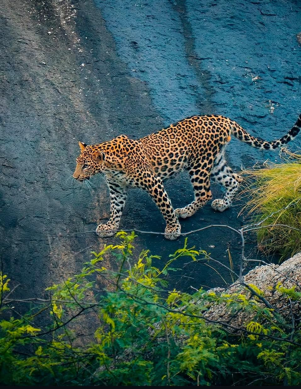 Jawai leopad safari photoghaphy tour ā photo 5