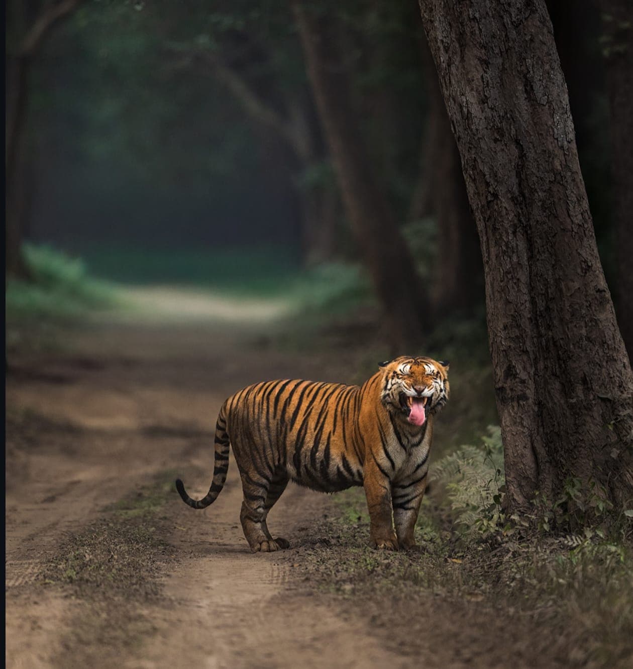 Ranthambore Jungle Safari 3DAYS/2NIGHT With Jeep Safari & Chambal Safari — photo 2