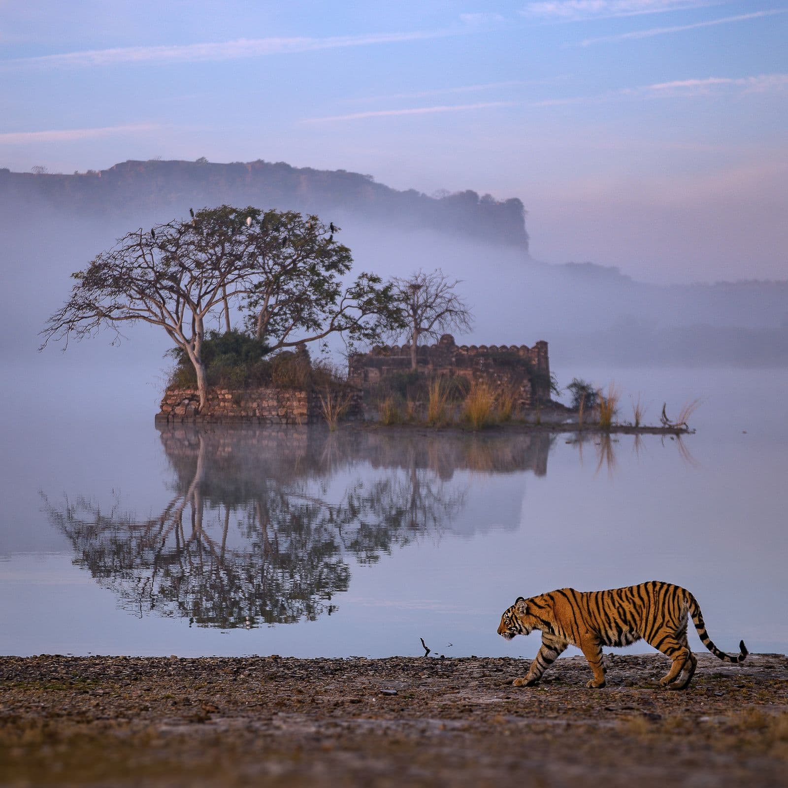 Rabari Shepherd and Leopard Coexistence