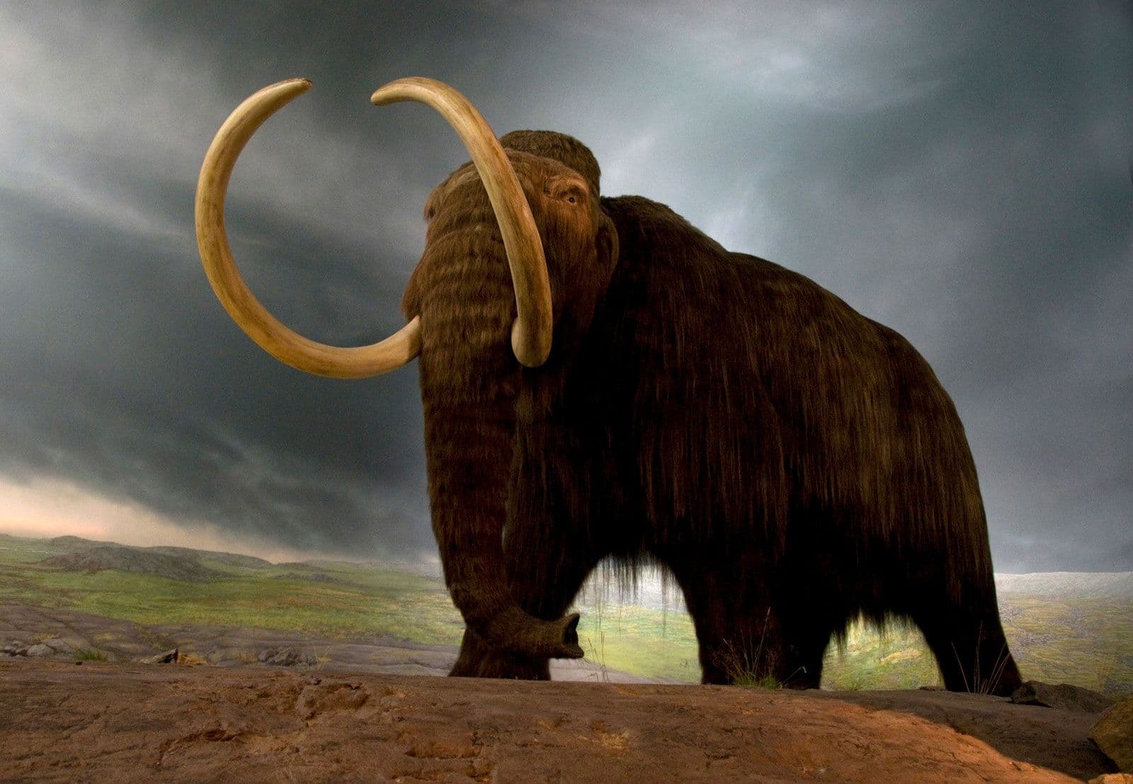 Woolly Mammoth (Mammuthus primigenius)