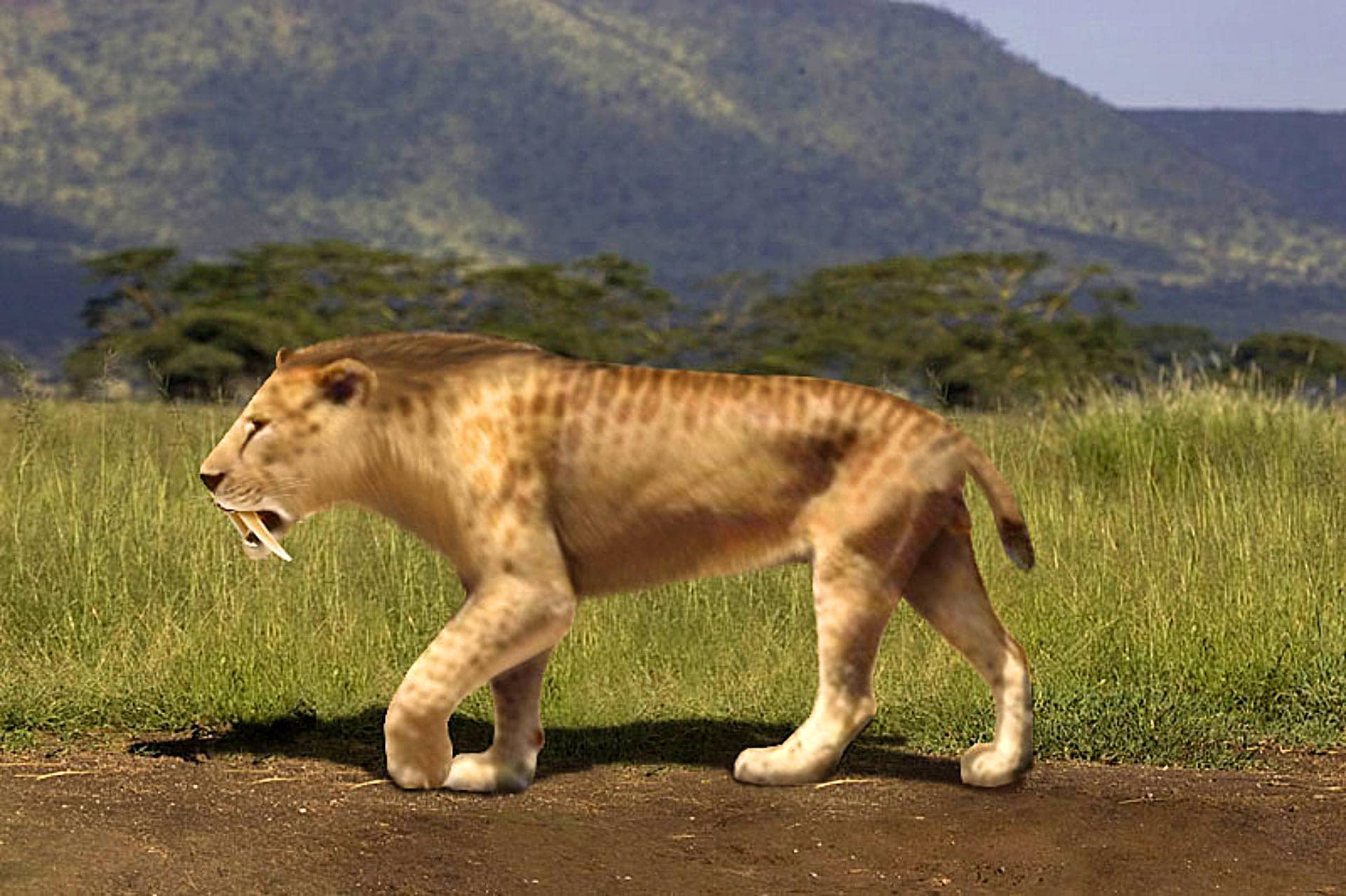 Saber-toothed Cat (Smilodon)