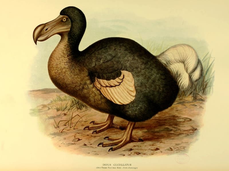 Dodo (Raphus cucullatus)