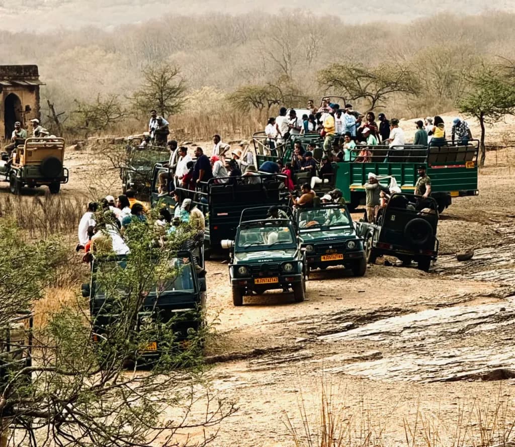 Ranthambore shared jeep safari — photo 2