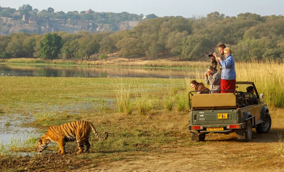 jeep and canter safari in Ranthambore National Park