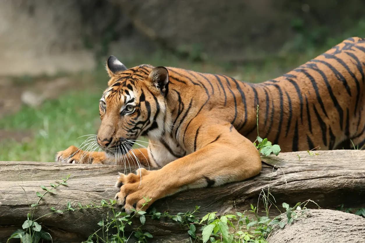 Ranthambore photography tour in private gypsy safari – 3days 2night — photo 3