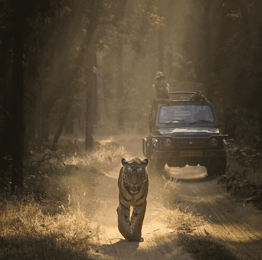 Ranthambore photography tour in private gypsy safari – 3days 2night — photo 2