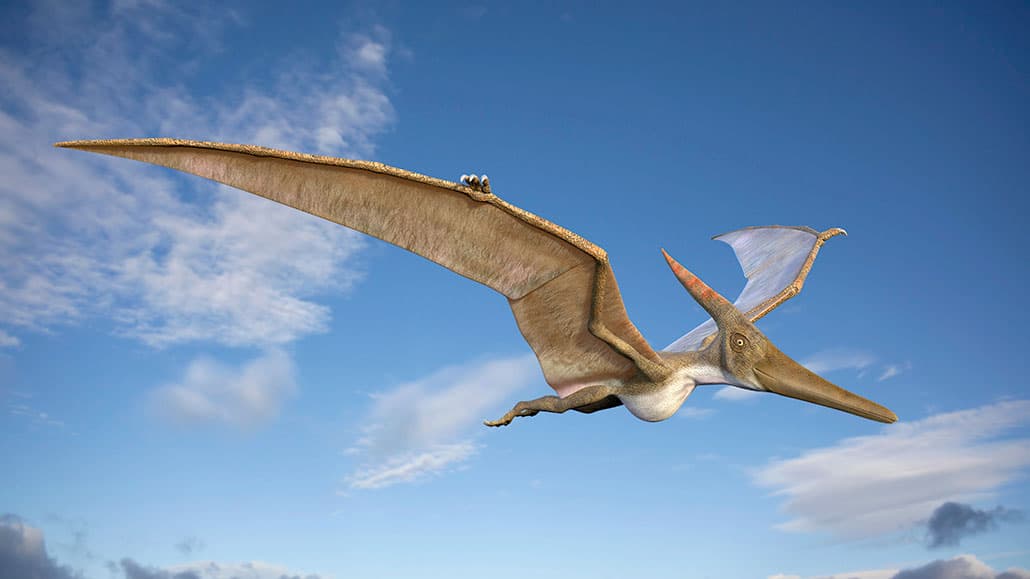 Pterodactyl (Pterosaurs)